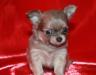 Чихуа-хуа  оооооочень маленький - супермини превью 993109.