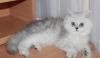 Персидский котёнок,серебристая шиншилла превью 993611.