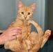 Рыжий солнечный котенок Шурик, 5 мес превью 994515.