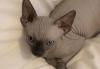 Котята Канадского сфинкса превью 994588.