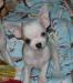 Щенки чихуа-хуа превью 994729.