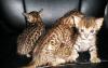 Бенгальские котята превью 990641.