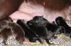 Щенки Лабрадора.Черные и шоколадные.Рождены 25.07 превью 996043.