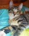 Рысик- ласковый   необычный  котенок,3 мес,в дар превью 996152.