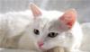 Красавица кошка Бланка фон Вайт  в дар превью 996563.