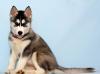 Продаются щенки Сибирский хаски превью 996676.