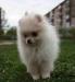 Померанский шпиц щенок карликовый превью 996722.