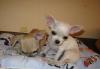 Продаются щенки чихуахуа превью 996941.