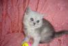 Британские котята превью 997293.