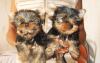 Йоркширский терьер, щенки превью 997497.