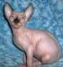 Канадский сфинкс, мальчики-голубоглазки превью 997741.