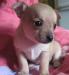 Щенки чихуахуа превью 998345.