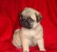 Мопс щенки превью 998825.