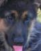 Продаю щенков нем овчарки превью 999057.