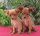 Мини- щенки русского тойчика из питомника превью 999186.