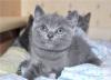 Котята породы Британская короткошерстная превью 999903.