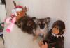 Щенки чихуа-хуа превью 1001041.