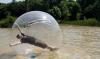 Превью Водный Шар - Аттракцион (Water Ball) Москва - 1