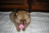 Продаю щенка превью 1001606.