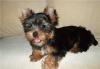 Йоркширский терьер девочка РКФ превью 1000261.