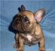 Щенки  французского бульдога превью 1002847.