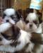 Щенки Ши- т Ц у  Шоу класса превью 1002919.