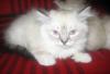Превью Котята  породы РЭГДОЛЛ (Кошка Кукла), не дорого! срочно! Москва - 3