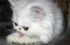  ПЕРСЫ  и ЭКЗОТЫ, шиншилла и др - КОТЯТА превью 1003040.