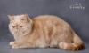 Кошка экзотическая превью 1003413.