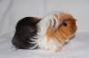 Морская свинка длинношерстная превью 1003532.