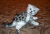 Шотландские вислоухие котятки ( от 8 тыс.) превью 1003828.