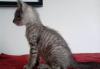 Котята метисы в добрые руки превью 1004180.