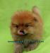 Щенки померанского шпица превью 1004553.