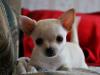 Чихуахуа, возраст 2,5 мес.Мини превью 1004893.