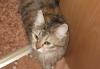 Отдам кошку-мышеловку в хорошие руки превью 1004915.