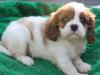 Кавалер кинг чарльз спаниель блнхейм превью 1005187.