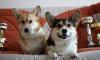 Вельш корги пемброк,малышки-коротышки превью 1005196.