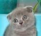 Шотландские голубые вислоухие котята превью 1005372.