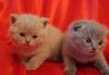 Шотландские и британские котята превью 1006183.