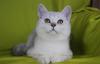 Серебристая британская кошечка (привита) превью 1006583.