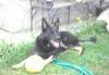 Щенки немецкой овчарки превью 1006992.