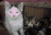 Отдам котят превью 1007066.