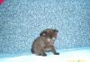 Продаю замечательного котенка,Скоттиш-страйт превью 1000816.
