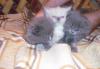 Продажа котят превью 1008627.