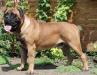 Щенки бульмастифа превью 1000980.