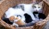 Очаровательные котята ждут хозяина превью 1009520.