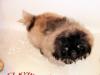 Превью Щенок пекинеса (мальчик) Санкт-Петербург - 1