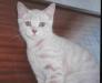 Британский котенок с родословной (недорого) превью 1011201.