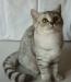 Британские котята полосато-пятнистые табби превью 1011291.