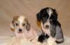 Высокопородные щенки превью 1011317.
